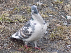 Columba livia domestica
