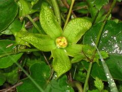 Gonolobus erianthus