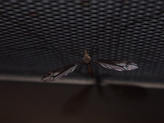 Tipula nova
