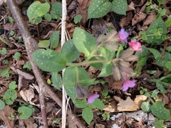 Pulmonaria officinalis