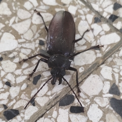 Stenodontes exsertus