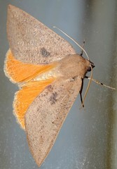 Mnesampela heliochrysa