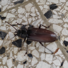 Stenodontes exsertus