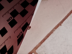 Psyllobora bicongregata