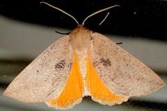 Mnesampela heliochrysa