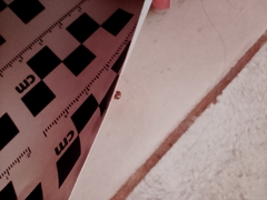 Psyllobora bicongregata