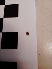 Psyllobora bicongregata