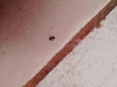 Psyllobora bicongregata