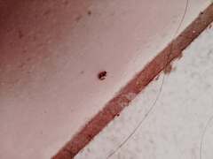 Psyllobora bicongregata