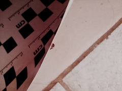 Psyllobora bicongregata