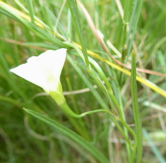 Xenostegia tridentata