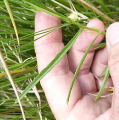 Xenostegia tridentata