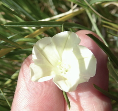 Xenostegia tridentata