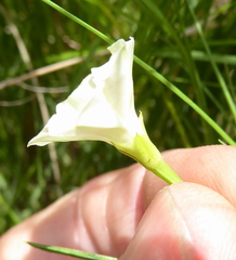 Xenostegia tridentata