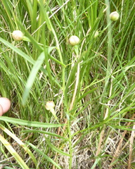 Xenostegia tridentata