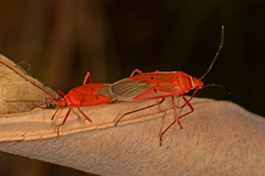 Dysdercus evanescens