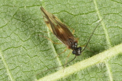 Caecilius fuscopterus