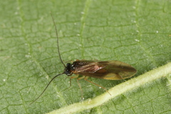 Caecilius fuscopterus