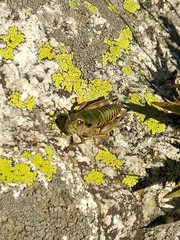 Cophopodisma pyrenaea