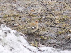 Fringilla coelebs