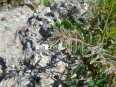 Alkanna corcyrensis