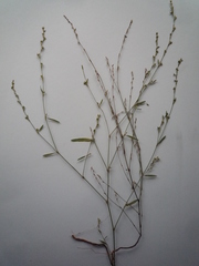 Polygonum novoascanicum