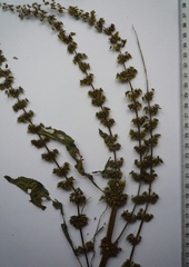 Rumex obtusifolius obtusifolius
