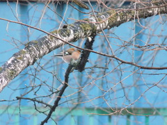 Fringilla coelebs