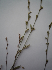 Polygonum novoascanicum