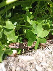 Podarcis muralis