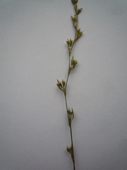 Polygonum novoascanicum
