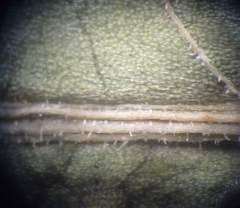 Rumex obtusifolius obtusifolius