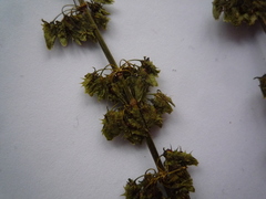 Rumex obtusifolius obtusifolius