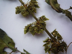 Rumex obtusifolius obtusifolius