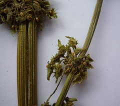 Rumex obtusifolius obtusifolius