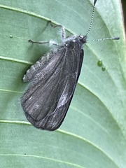 Corrachia leucoplaga