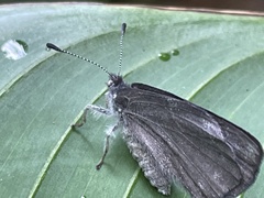 Corrachia leucoplaga