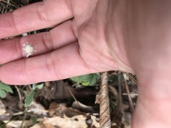 Antennaria solitaria