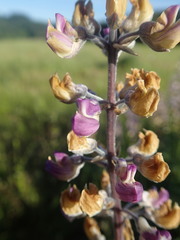 Lupinus oreganus