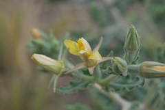 Mentzelia multiflora