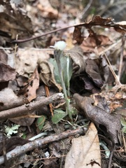 Antennaria solitaria