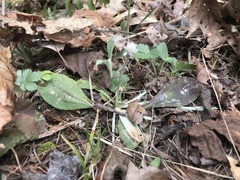 Antennaria solitaria