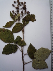 Rubus montanus
