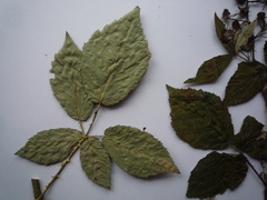 Rubus montanus
