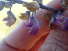 Lupinus oreganus