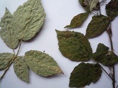 Rubus montanus