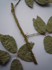 Rubus montanus