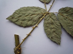 Rubus montanus
