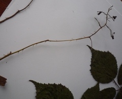 Rubus gracilis