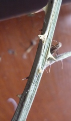 Rubus gracilis